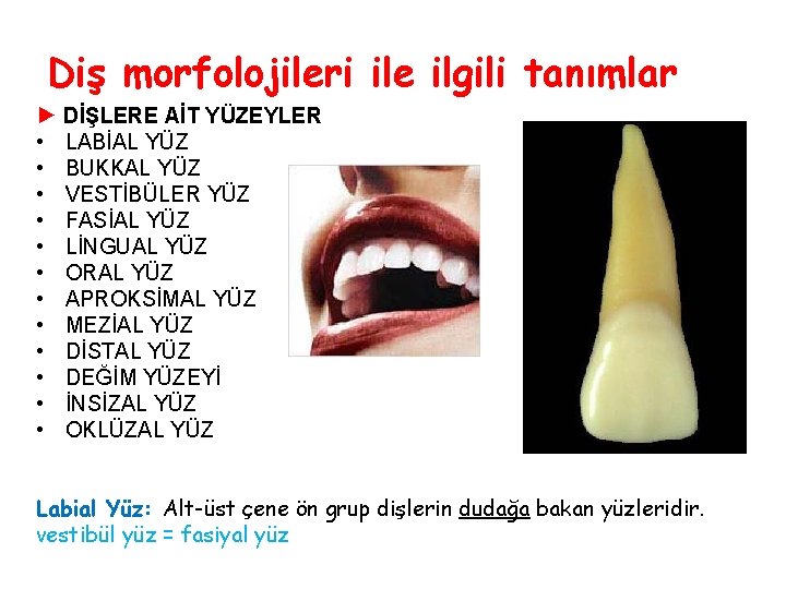 Diş morfolojileri ile ilgili tanımlar ► DİŞLERE AİT YÜZEYLER • LABİAL YÜZ • BUKKAL Diş morfolojileri ile ilgili tanımlar ► DİŞLERE AİT YÜZEYLER • LABİAL YÜZ • BUKKAL