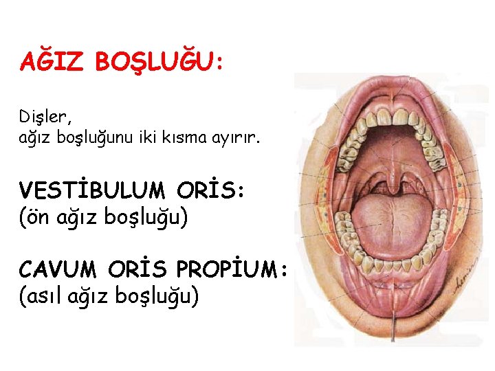 AĞIZ BOŞLUĞU: Dişler, ağız boşluğunu iki kısma ayırır. VESTİBULUM ORİS: (ön ağız boşluğu) CAVUM AĞIZ BOŞLUĞU: Dişler, ağız boşluğunu iki kısma ayırır. VESTİBULUM ORİS: (ön ağız boşluğu) CAVUM