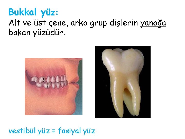 Bukkal yüz: Alt ve üst çene, arka grup dişlerin yanağa bakan yüzüdür. vestibül yüz Bukkal yüz: Alt ve üst çene, arka grup dişlerin yanağa bakan yüzüdür. vestibül yüz
