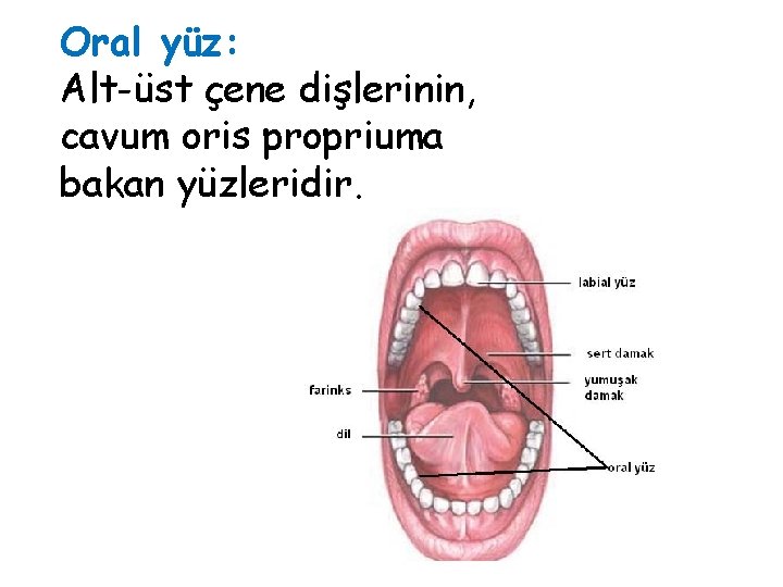 Oral yüz: Alt-üst çene dişlerinin, cavum oris propriuma bakan yüzleridir. Oral yüz: Alt-üst çene dişlerinin, cavum oris propriuma bakan yüzleridir.