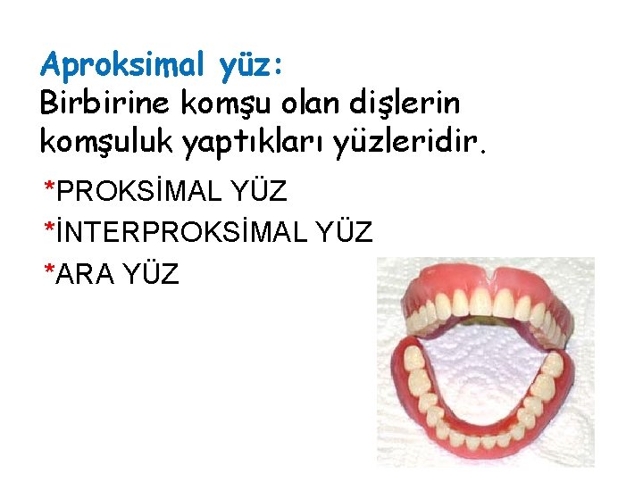 Aproksimal yüz: Birbirine komşu olan dişlerin komşuluk yaptıkları yüzleridir. *PROKSİMAL YÜZ *İNTERPROKSİMAL YÜZ *ARA Aproksimal yüz: Birbirine komşu olan dişlerin komşuluk yaptıkları yüzleridir. *PROKSİMAL YÜZ *İNTERPROKSİMAL YÜZ *ARA