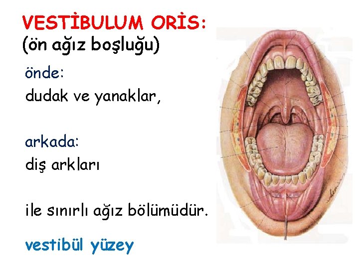 VESTİBULUM ORİS: (ön ağız boşluğu) önde: dudak ve yanaklar, arkada: diş arkları ile sınırlı VESTİBULUM ORİS: (ön ağız boşluğu) önde: dudak ve yanaklar, arkada: diş arkları ile sınırlı