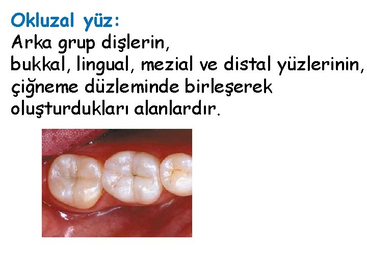 Okluzal yüz: Arka grup dişlerin, bukkal, lingual, mezial ve distal yüzlerinin, çiğneme düzleminde birleşerek Okluzal yüz: Arka grup dişlerin, bukkal, lingual, mezial ve distal yüzlerinin, çiğneme düzleminde birleşerek