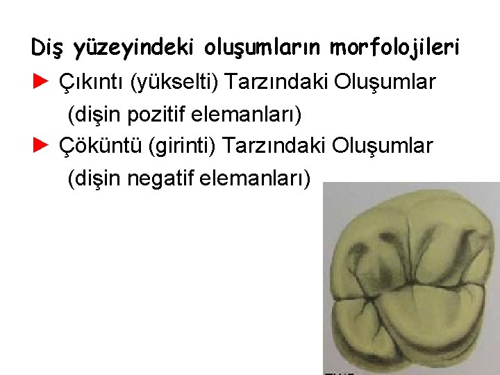 Diş yüzeyindeki oluşumların morfolojileri ► Çıkıntı (yükselti) Tarzındaki Oluşumlar (dişin pozitif elemanları) ► Çöküntü Diş yüzeyindeki oluşumların morfolojileri ► Çıkıntı (yükselti) Tarzındaki Oluşumlar (dişin pozitif elemanları) ► Çöküntü
