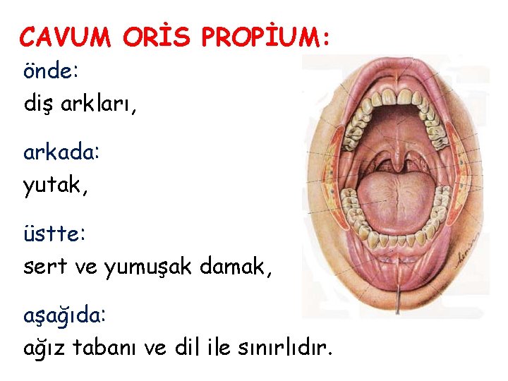 CAVUM ORİS PROPİUM: önde: diş arkları, arkada: yutak, üstte: sert ve yumuşak damak, aşağıda: CAVUM ORİS PROPİUM: önde: diş arkları, arkada: yutak, üstte: sert ve yumuşak damak, aşağıda:
