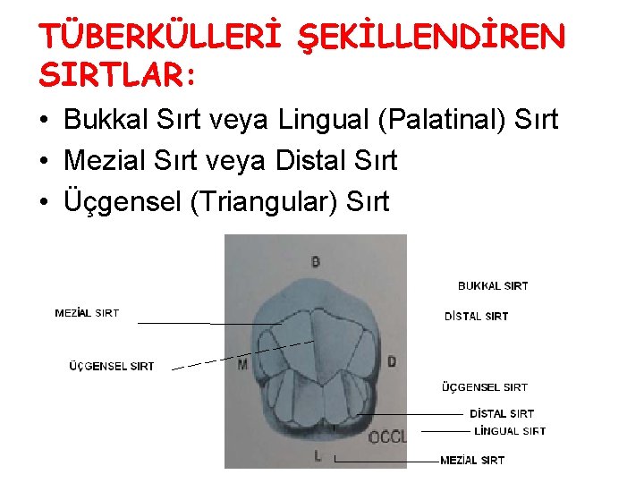 TÜBERKÜLLERİ ŞEKİLLENDİREN SIRTLAR: • Bukkal Sırt veya Lingual (Palatinal) Sırt • Mezial Sırt veya TÜBERKÜLLERİ ŞEKİLLENDİREN SIRTLAR: • Bukkal Sırt veya Lingual (Palatinal) Sırt • Mezial Sırt veya