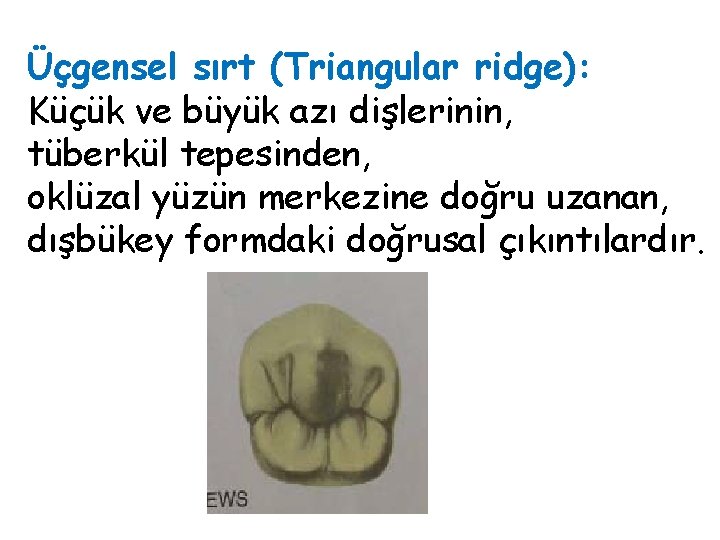 Üçgensel sırt (Triangular ridge): Küçük ve büyük azı dişlerinin, tüberkül tepesinden, oklüzal yüzün merkezine Üçgensel sırt (Triangular ridge): Küçük ve büyük azı dişlerinin, tüberkül tepesinden, oklüzal yüzün merkezine
