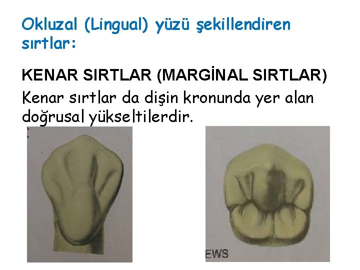 Okluzal (Lingual) yüzü şekillendiren sırtlar: KENAR SIRTLAR (MARGİNAL SIRTLAR) Kenar sırtlar da dişin kronunda Okluzal (Lingual) yüzü şekillendiren sırtlar: KENAR SIRTLAR (MARGİNAL SIRTLAR) Kenar sırtlar da dişin kronunda