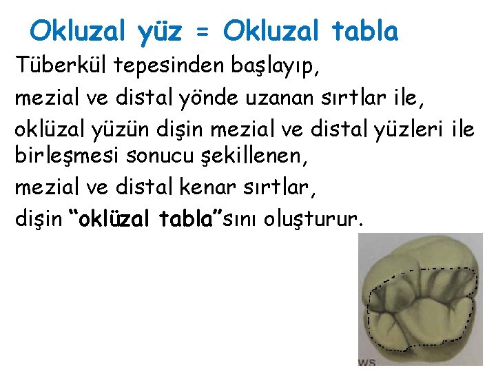 Okluzal yüz = Okluzal tabla Tüberkül tepesinden başlayıp, mezial ve distal yönde uzanan sırtlar Okluzal yüz = Okluzal tabla Tüberkül tepesinden başlayıp, mezial ve distal yönde uzanan sırtlar