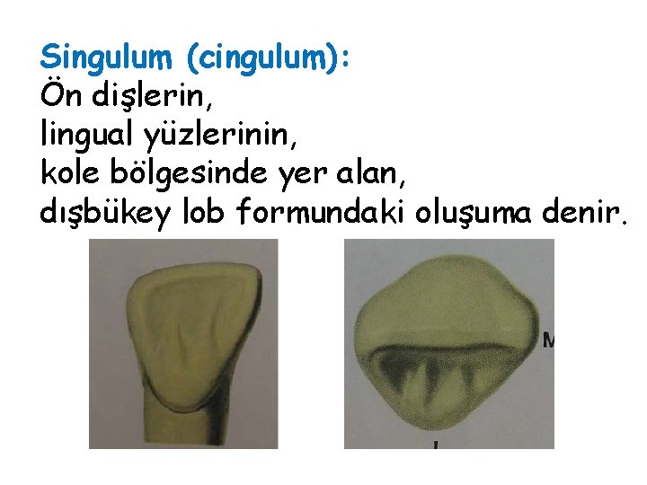 Singulum (cingulum): Ön dişlerin, lingual yüzlerinin, kole bölgesinde yer alan, dışbükey lob formundaki oluşuma Singulum (cingulum): Ön dişlerin, lingual yüzlerinin, kole bölgesinde yer alan, dışbükey lob formundaki oluşuma