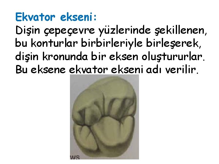 Ekvator ekseni: Dişin çepeçevre yüzlerinde şekillenen, bu konturlar birbirleriyle birleşerek, dişin kronunda bir eksen Ekvator ekseni: Dişin çepeçevre yüzlerinde şekillenen, bu konturlar birbirleriyle birleşerek, dişin kronunda bir eksen