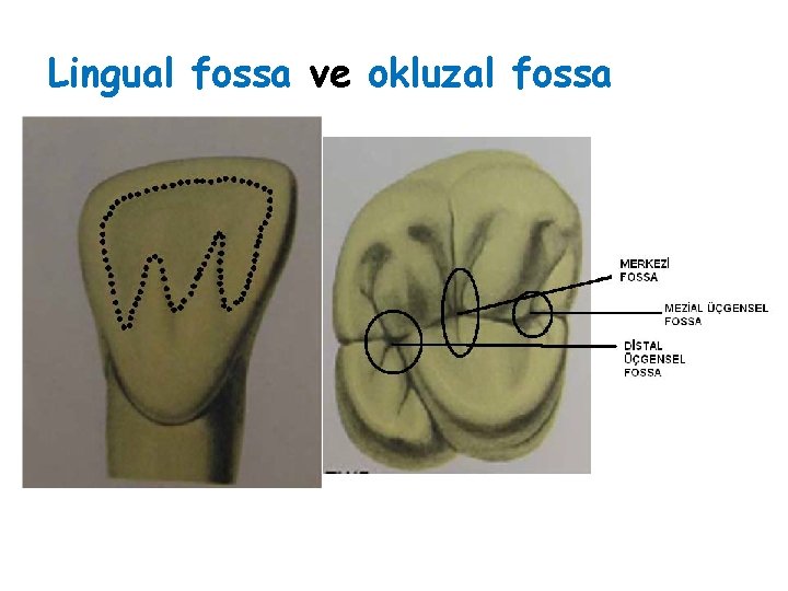 Lingual fossa ve okluzal fossa Lingual fossa ve okluzal fossa