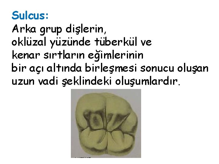Sulcus: Arka grup dişlerin, oklüzal yüzünde tüberkül ve kenar sırtların eğimlerinin bir açı altında Sulcus: Arka grup dişlerin, oklüzal yüzünde tüberkül ve kenar sırtların eğimlerinin bir açı altında