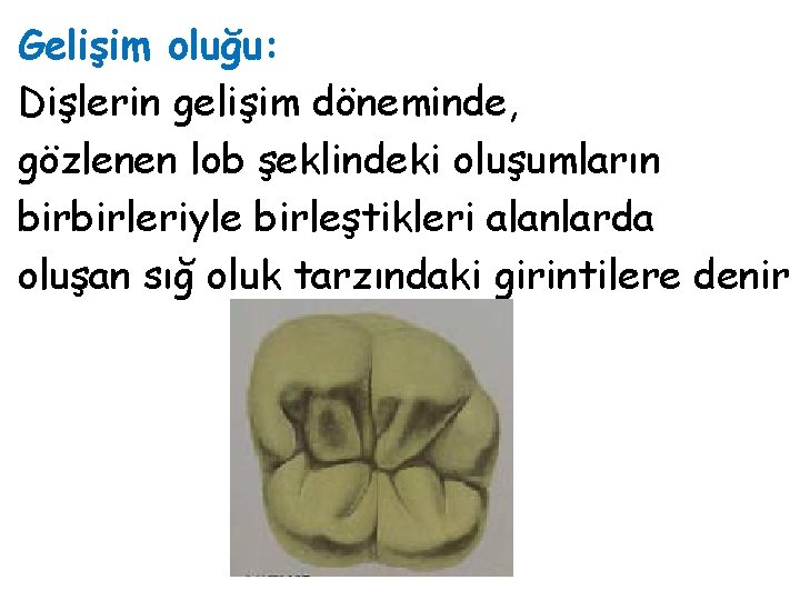 Gelişim oluğu: Dişlerin gelişim döneminde, gözlenen lob şeklindeki oluşumların birbirleriyle birleştikleri alanlarda oluşan sığ Gelişim oluğu: Dişlerin gelişim döneminde, gözlenen lob şeklindeki oluşumların birbirleriyle birleştikleri alanlarda oluşan sığ