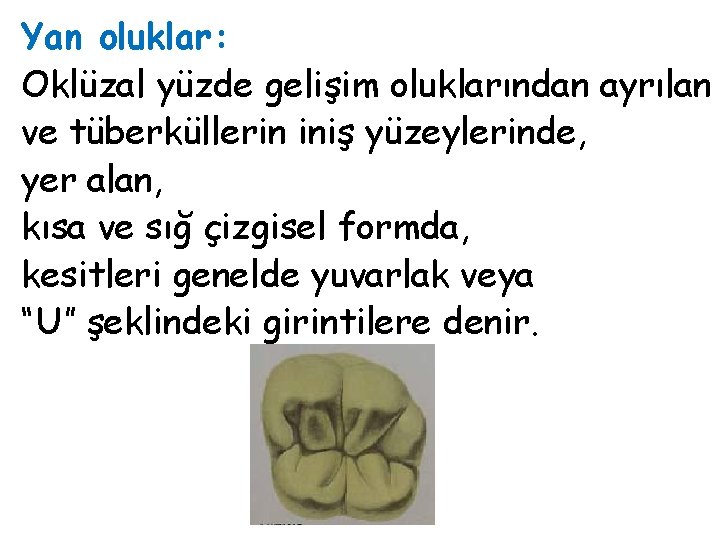 Yan oluklar: Oklüzal yüzde gelişim oluklarından ayrılan ve tüberküllerin iniş yüzeylerinde, yer alan, kısa Yan oluklar: Oklüzal yüzde gelişim oluklarından ayrılan ve tüberküllerin iniş yüzeylerinde, yer alan, kısa