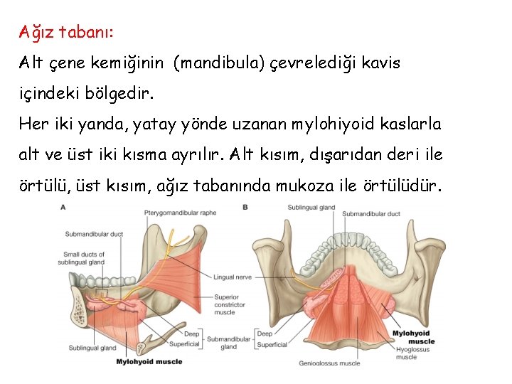 Ağız tabanı: Alt çene kemiğinin (mandibula) çevrelediği kavis içindeki bölgedir. Her iki yanda, yatay Ağız tabanı: Alt çene kemiğinin (mandibula) çevrelediği kavis içindeki bölgedir. Her iki yanda, yatay