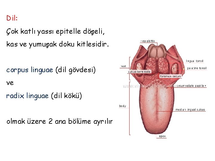 Dil: Çok katlı yassı epitelle döşeli, kas ve yumuşak doku kitlesidir. corpus linguae (dil Dil: Çok katlı yassı epitelle döşeli, kas ve yumuşak doku kitlesidir. corpus linguae (dil