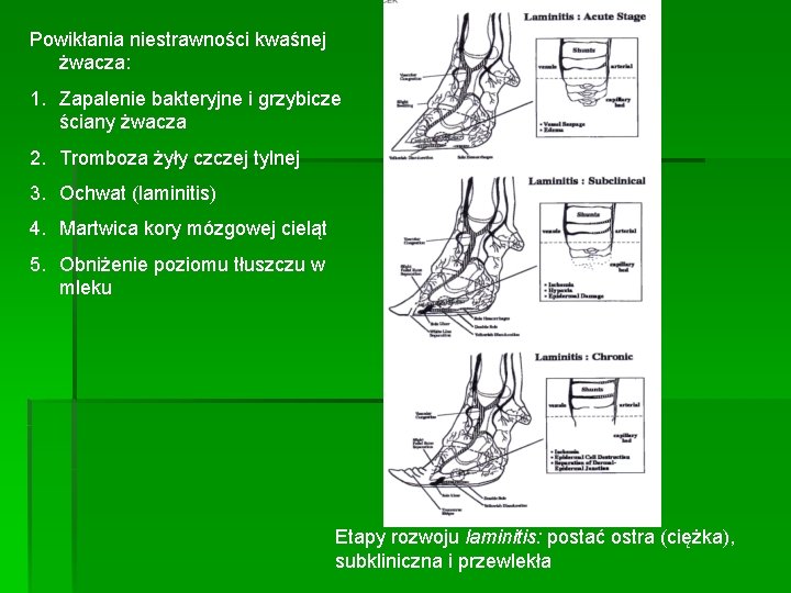 Powikłania niestrawności kwaśnej żwacza: 1. Zapalenie bakteryjne i grzybicze ściany żwacza 2. Tromboza żyły