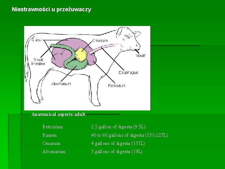 Niestrawności u przeżuwaczy Anatomical aspects-adult Reticulum 2. 5 gallon of digesta (9. 5 L)