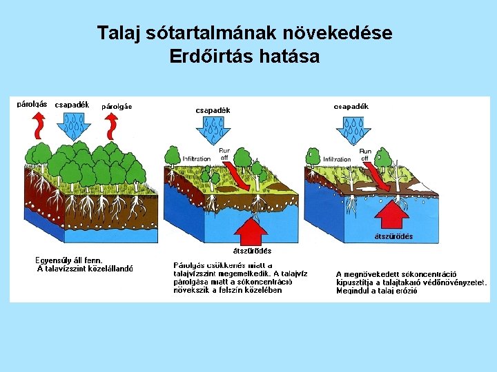 Talaj sótartalmának növekedése Erdőirtás hatása 