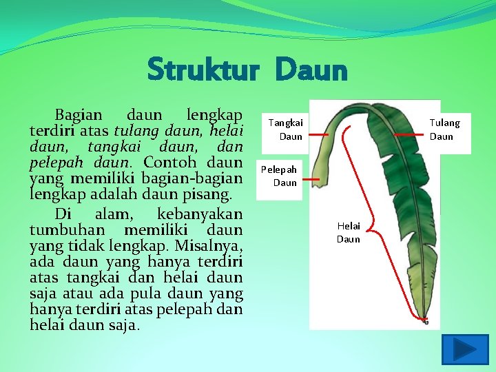 Struktur Daun Bagian daun lengkap terdiri atas tulang daun, helai daun, tangkai daun, dan