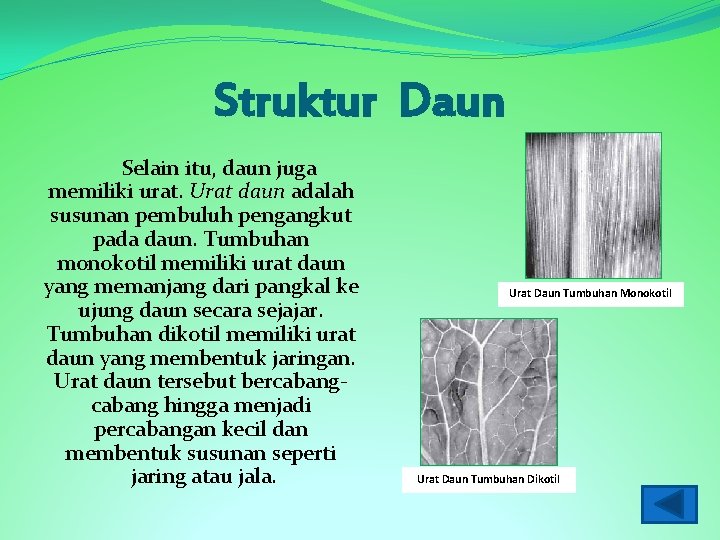 Struktur Daun Selain itu, daun juga memiliki urat. Urat daun adalah susunan pembuluh pengangkut