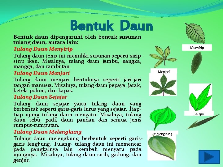 Bentuk Daun Bentuk daun dipengaruhi oleh bentuk susunan tulang daun, antara lain: Tulang Daun