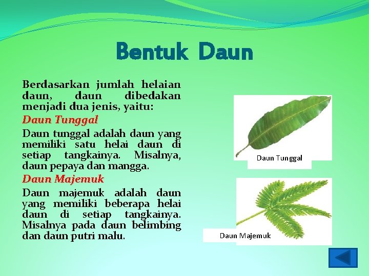 Bentuk Daun Berdasarkan jumlah helaian daun, daun dibedakan menjadi dua jenis, yaitu: Daun Tunggal