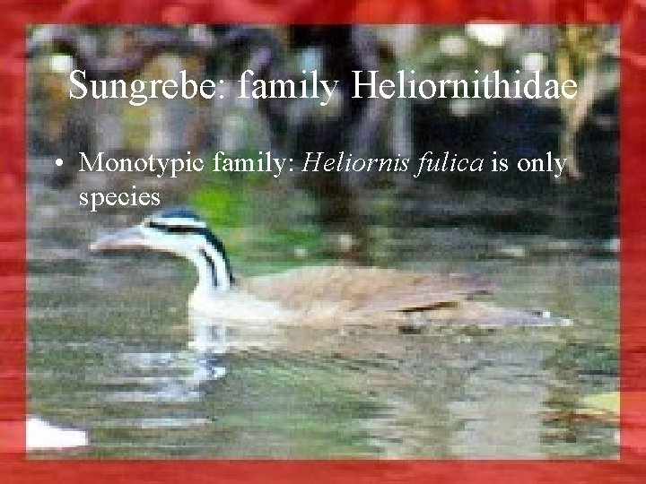 Sungrebe: family Heliornithidae • Monotypic family: Heliornis fulica is only species 