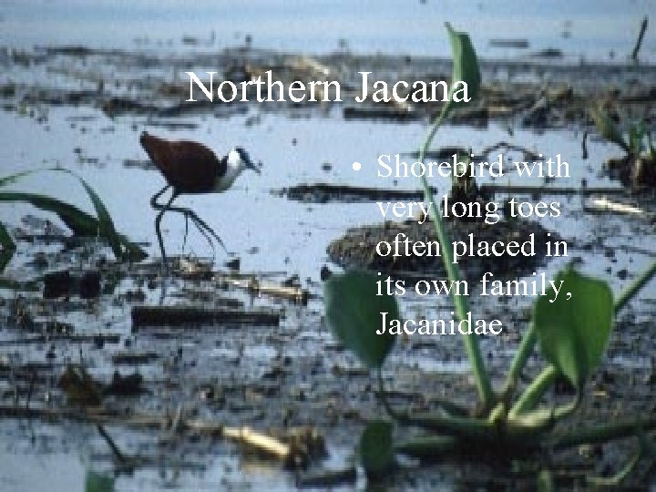 Northern Jacana • Shorebird with very long toes often placed in its own family,