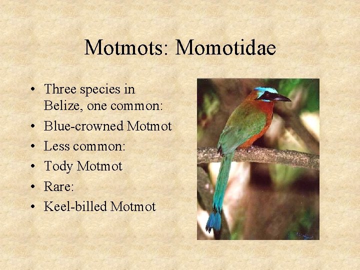 Motmots: Momotidae • Three species in Belize, one common: • Blue-crowned Motmot • Less