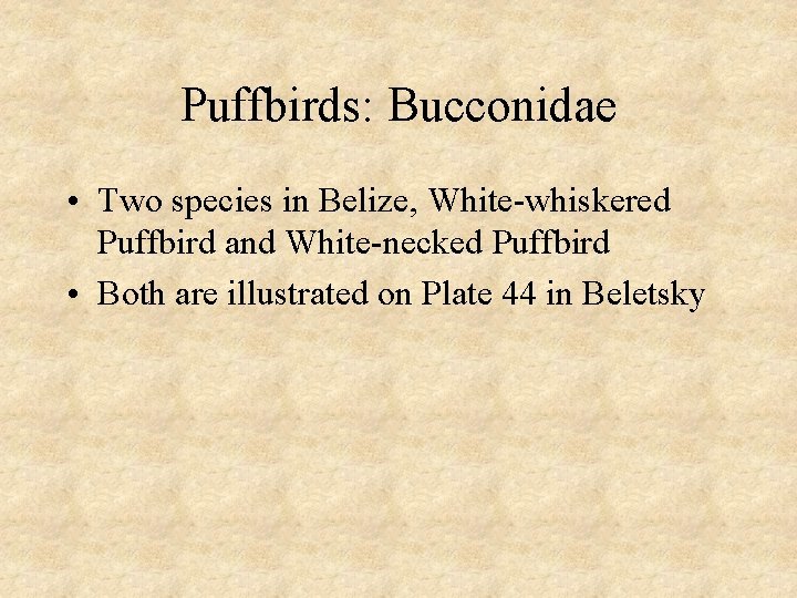 Puffbirds: Bucconidae • Two species in Belize, White-whiskered Puffbird and White-necked Puffbird • Both