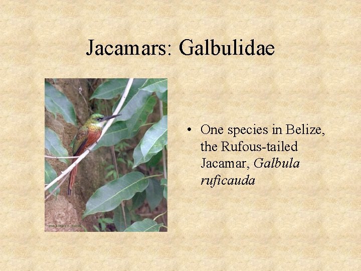 Jacamars: Galbulidae • One species in Belize, the Rufous-tailed Jacamar, Galbula ruficauda 