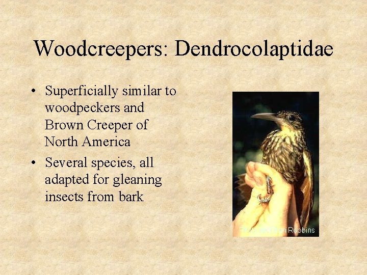 Woodcreepers: Dendrocolaptidae • Superficially similar to woodpeckers and Brown Creeper of North America •