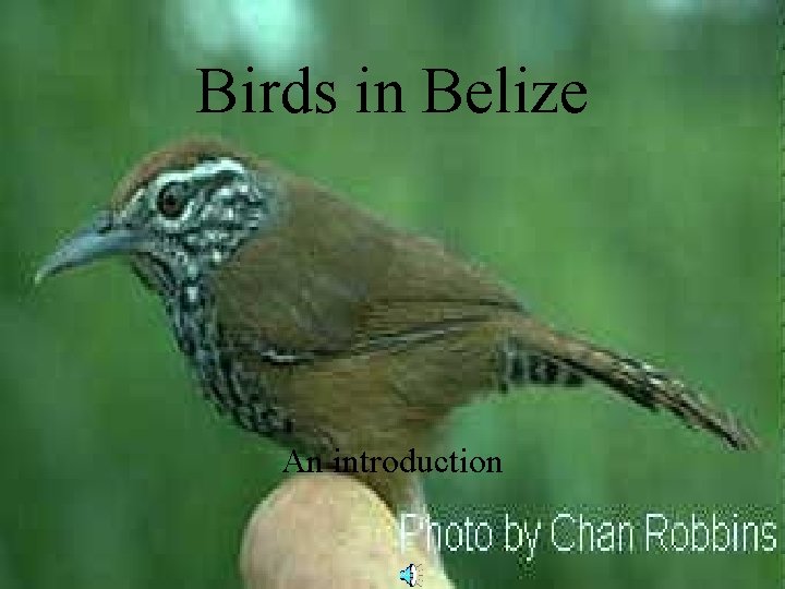 Birds in Belize An introduction 
