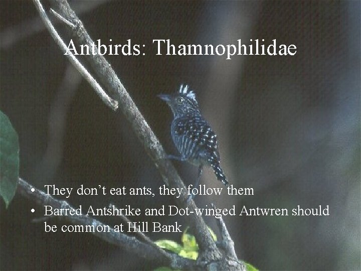 Antbirds: Thamnophilidae • They don’t eat ants, they follow them • Barred Antshrike and