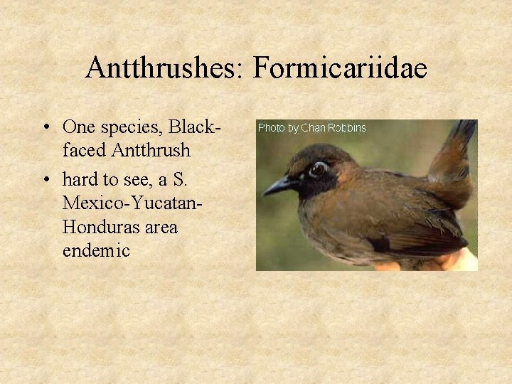 Antthrushes: Formicariidae • One species, Blackfaced Antthrush • hard to see, a S. Mexico-Yucatan.