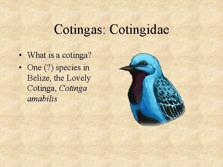 Cotingas: Cotingidae • What is a cotinga? • One (? ) species in Belize,