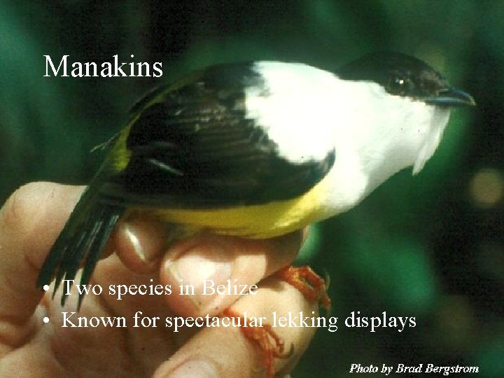 Manakins • Two species in Belize • Known for spectacular lekking displays 