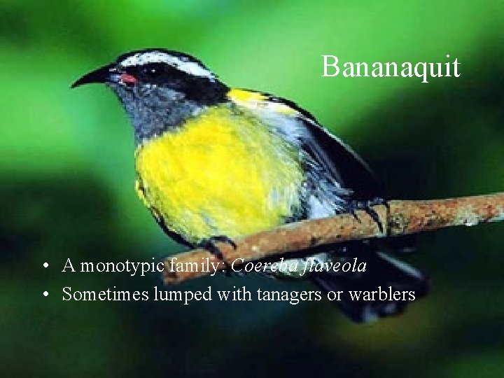 Bananaquit • A monotypic family: Coereba flaveola • Sometimes lumped with tanagers or warblers