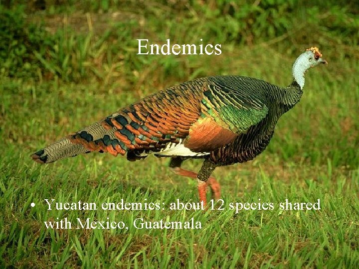 Endemics • Yucatan endemics: about 12 species shared with Mexico, Guatemala 