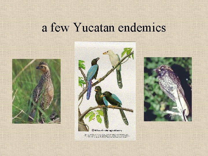 a few Yucatan endemics 