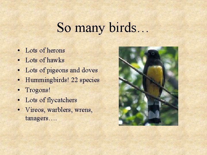 So many birds… • • Lots of herons Lots of hawks Lots of pigeons