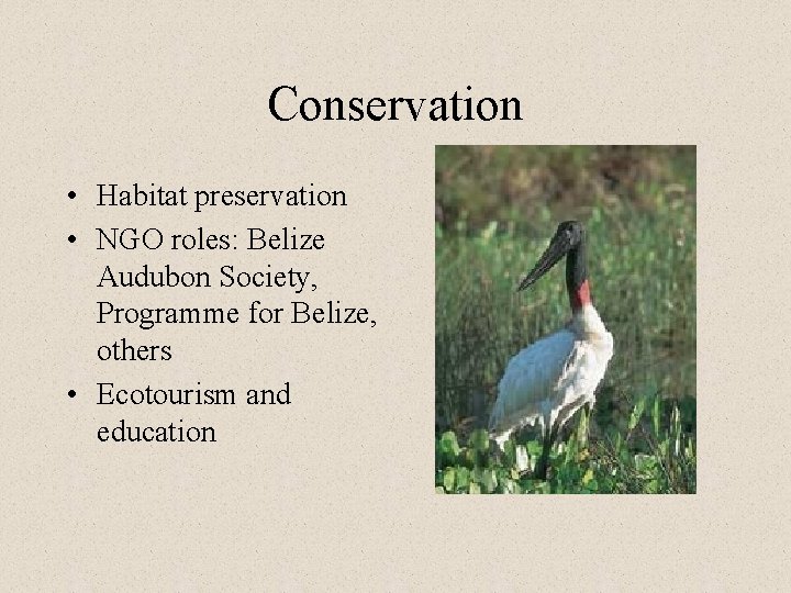 Conservation • Habitat preservation • NGO roles: Belize Audubon Society, Programme for Belize, others