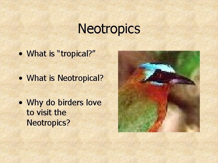 Neotropics • What is “tropical? ” • What is Neotropical? • Why do birders