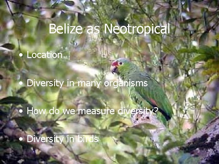 Belize as Neotropical • Location • Diversity in many organisms • How do we