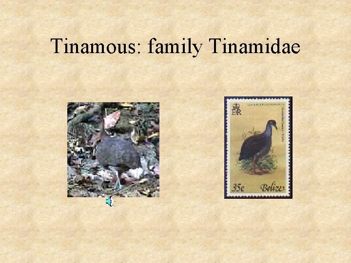 Tinamous: family Tinamidae 