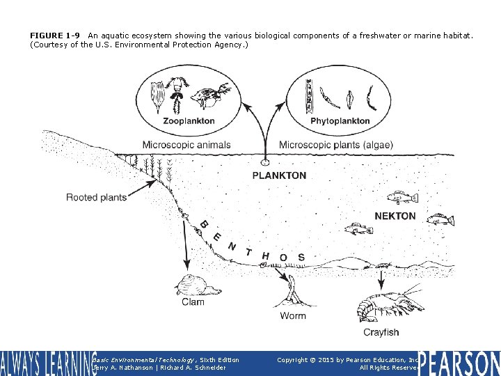 FIGURE 1 -9 An aquatic ecosystem showing the various biological components of a freshwater