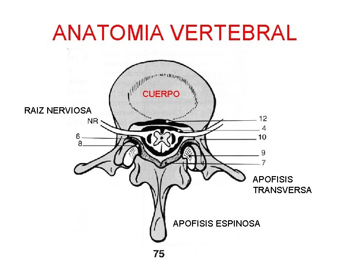 ANATOMIA VERTEBRAL CUERPO RAIZ NERVIOSA APOFISIS TRANSVERSA APOFISIS ESPINOSA 
