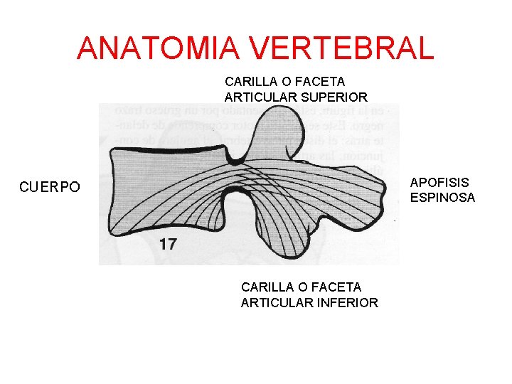 ANATOMIA VERTEBRAL CARILLA O FACETA ARTICULAR SUPERIOR APOFISIS ESPINOSA CUERPO CARILLA O FACETA ARTICULAR